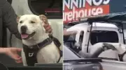 Shoppers Outraged as Man Kicks Dog in Bunnings Car Park, Police Investigate