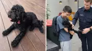 Stolen Melbourne Puppy Reunited with Family After Police Arrest