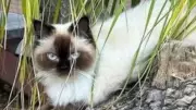 Townsville Family Offers $5,000 Reward for Safe Return of Beloved Cat