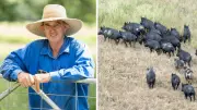 Townsville's Feral Pig War: Over 1,000 Animals Culled in Major Operation