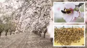 WA Bees in Crisis: SA Almond Grower Deploys 335 Million Bees to Combat Varroa Destructor