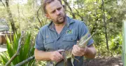 Wally the Crocodile's Future Home Confirmed After Wallsend Capture