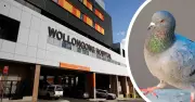 Wollongong Hospital Pigeon Infestation and Mould Linked to Wet Weather
