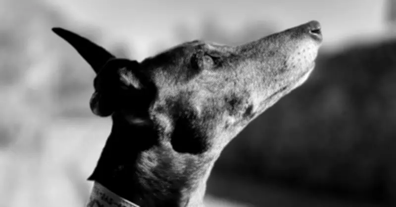 Australian Greyhounds Find Loving Homes Across the United States