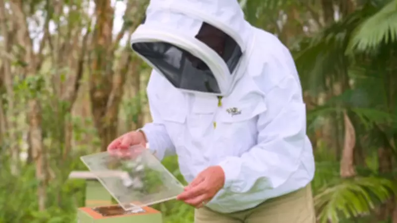 Australian Scientists Uncover Healing Powers in Stingless Bee Glue