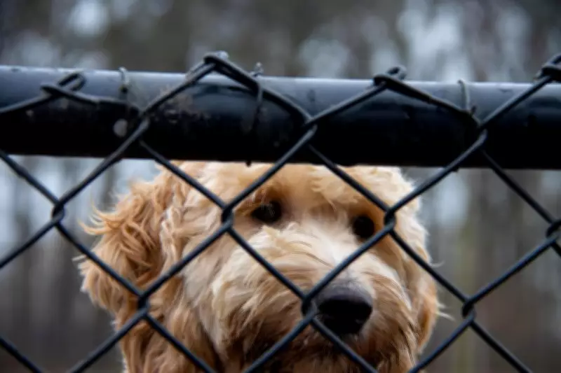 Bayswater Council Approves $200 Fines for Dog Owners Without Enclosures