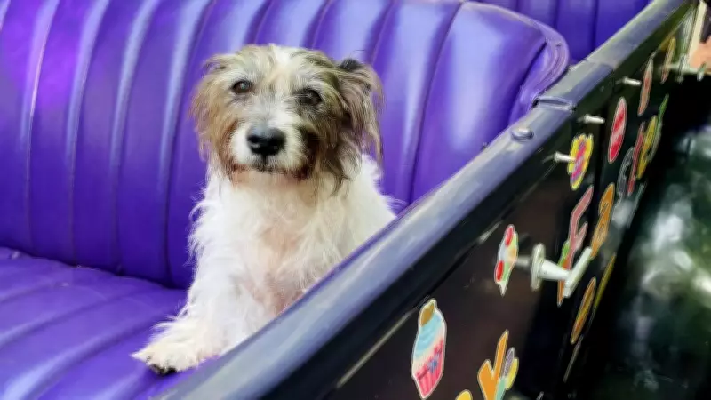 Bunny Buggy Brings Easter Joy to Townsville and Magnetic Island