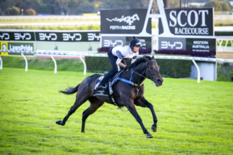 Caballus Draws Punters' Fancy Despite Unfavourable Barrier in Quokka