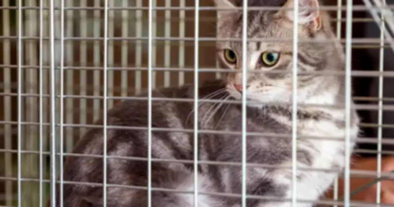 Canberra's Kangaroo Cull: Thousands Killed Amid Scientific Debate