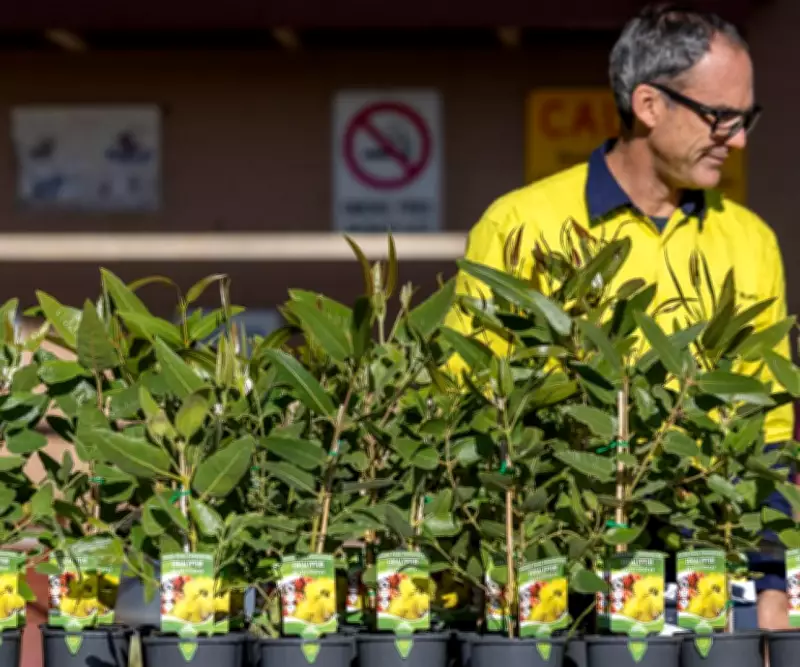 City of Belmont Doubles Free Tree Offer to Residents This Winter