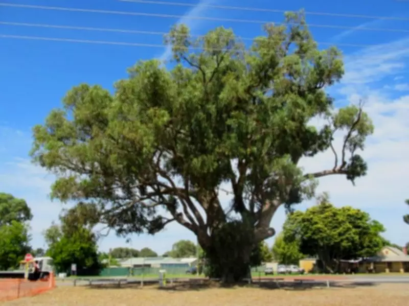 City of Mandurah Preserves Beloved Greenfields Big Tree with Specialist Support
