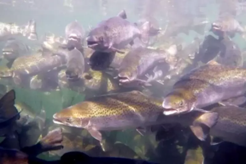 Cocaine-Exposed Fish Swim Further, Queensland Study Reveals
