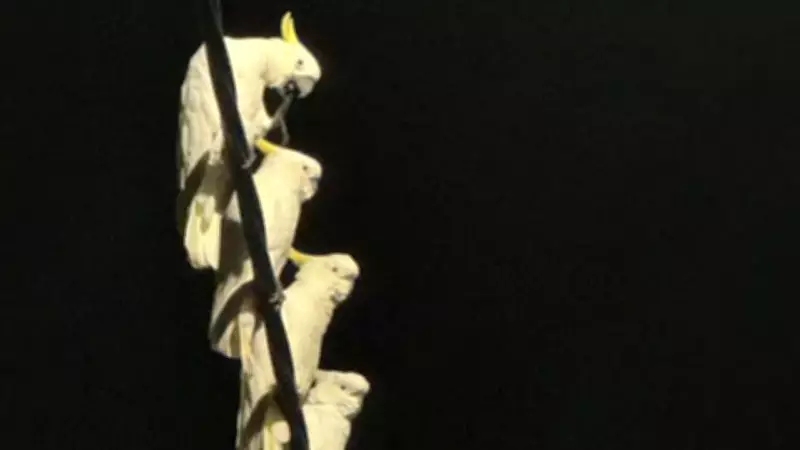 Cockatoos Flock to Trinity Beach Power Lines for Safety and Socialising