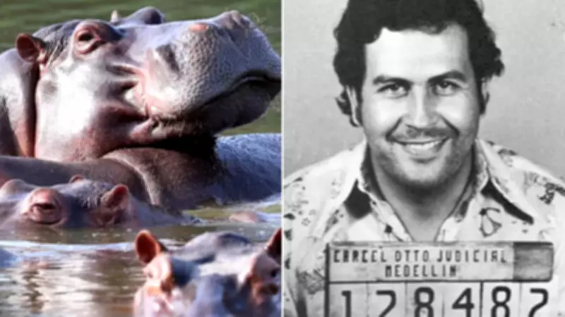 Colombia Authorizes Cull of Pablo Escobar's 'Cocaine Hippos' to Protect Ecosystems