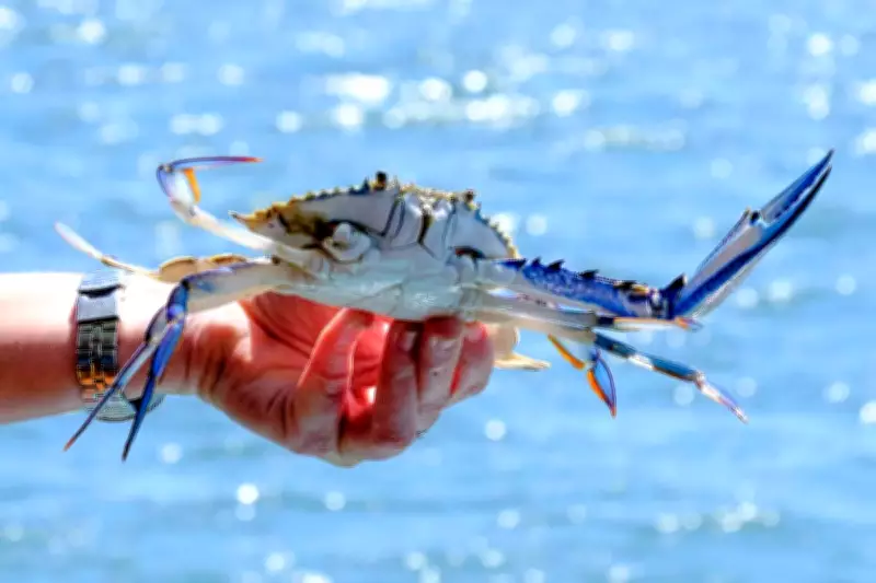 Couple Fined Over $7,600 for Taking 62 Undersized Blue Swimmer Crabs