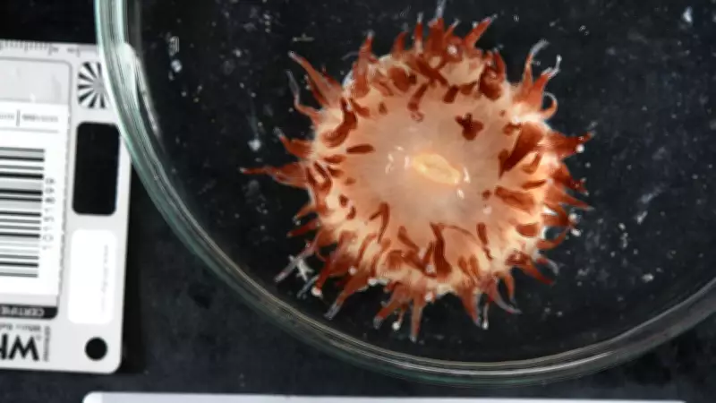 CSIRO Expedition Uncovers Dozens of New Species in Major Biodiversity Find