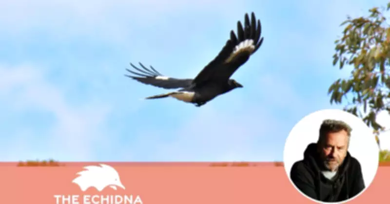 Currawongs' Winter Song Offers Soothing Relief from Australia's News Fatigue