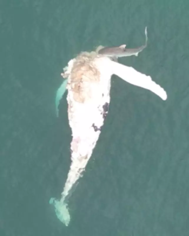 Dead Whale Removed from Florida Beach After Shark Feeding Frenzy