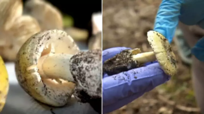 Deadly Mushroom Surge Sparks Urgent Health Warning Across Australia