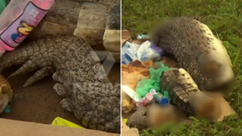 Dismembered Crocodile Found Dumped in Adelaide, Authorities Launch Investigation