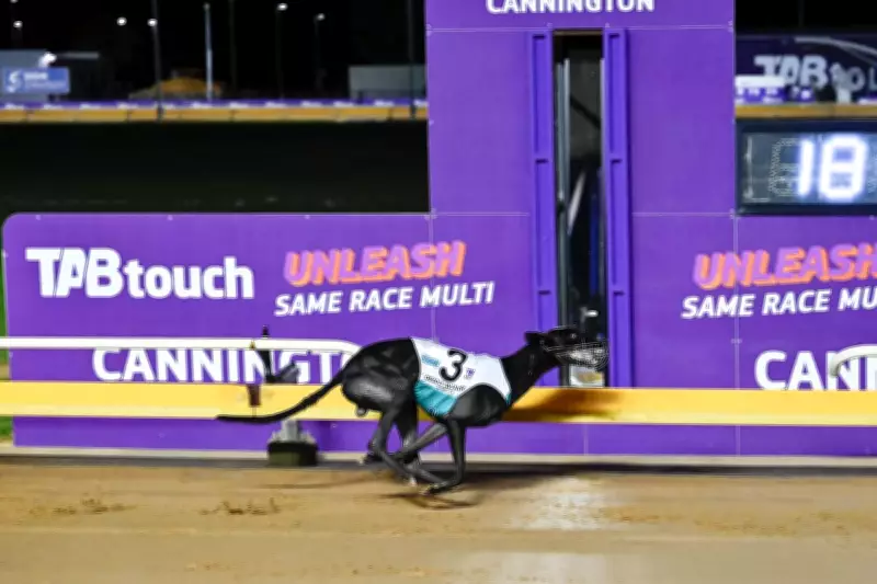 Distinction Leads Eastern Charge in Sandgroper Greyhound Showdown at Cannington