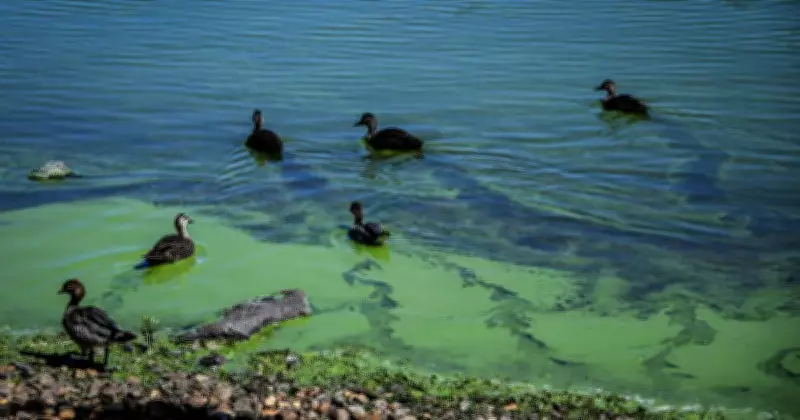 Extreme Blue-Green Algae Levels Close Lake Burley Griffin Activities