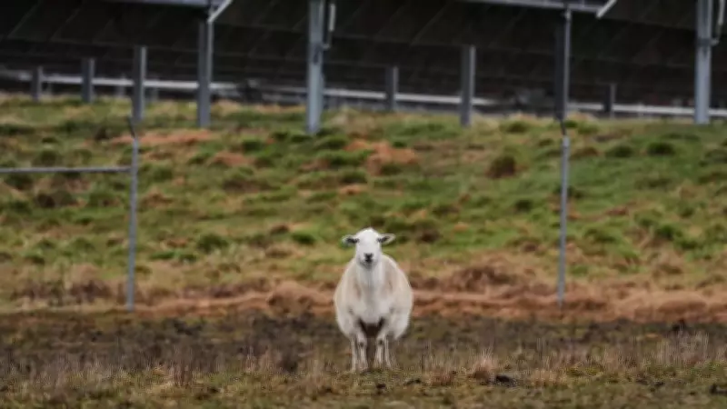 Farmer Proposes Solar Panels and Sheep for Vacant Mossman Cane Fields