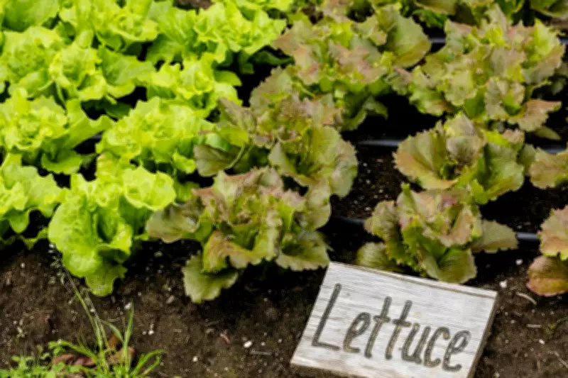 Fast-Growing Vegetables to Plant Now: Spinach, Rocket, Mizuna, Radish