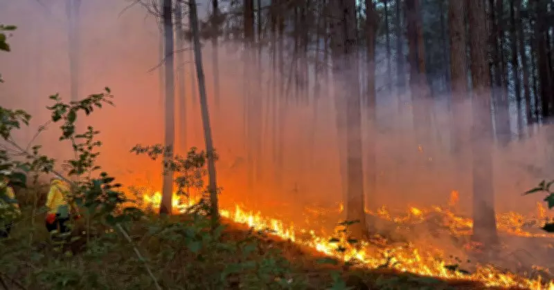 Firefighters Battle Overnight to Contain Tomago Bushfire Near Newcastle