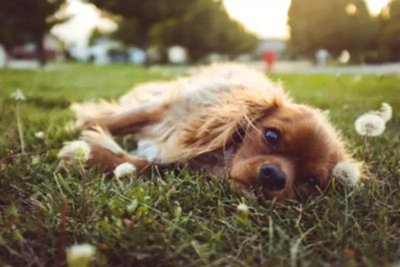 Fremantle Council Proposes Dog Ban in Playgrounds Amid Public Debate