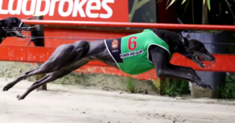 Golden Easter Egg Heats Narrow Field as Greyhound Racing Season Peaks