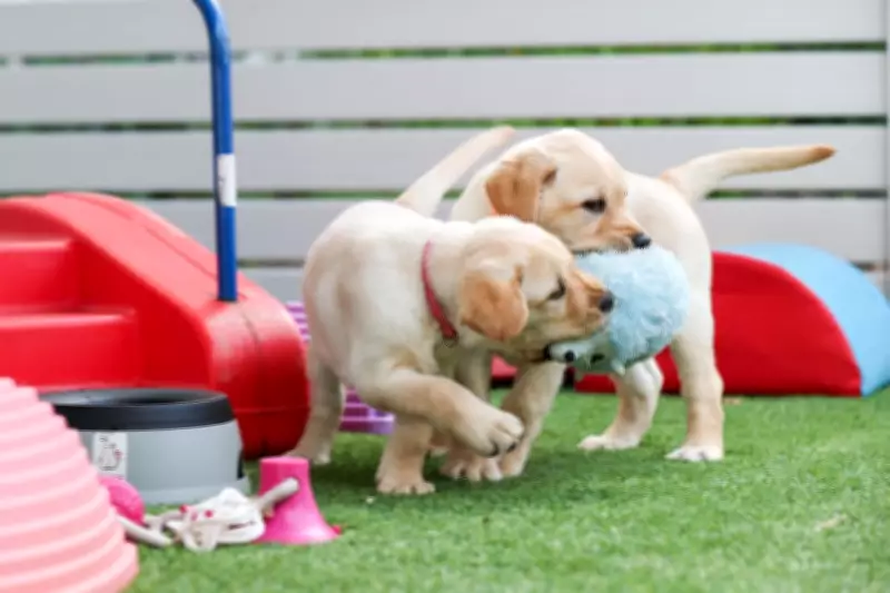Guide Dogs WA Marks 75 Years with Adorable Puppy Celebrations