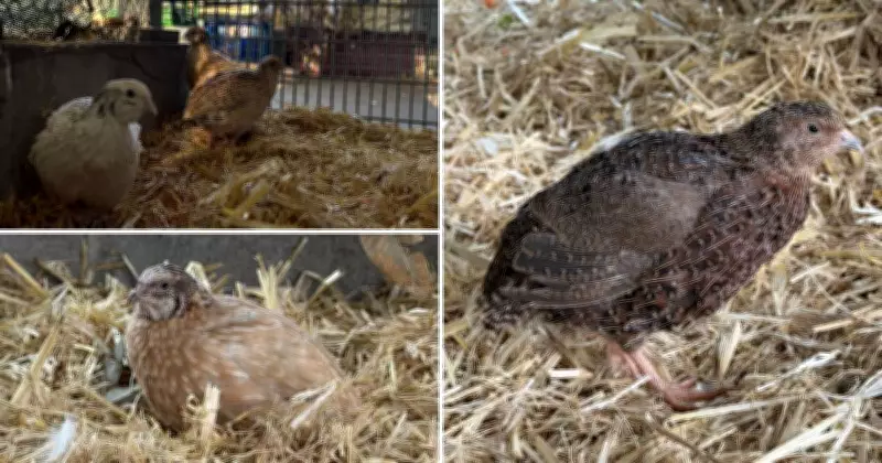 Hunter RSPCA Seeks Homes for Unusual Feathered Friends: Quails