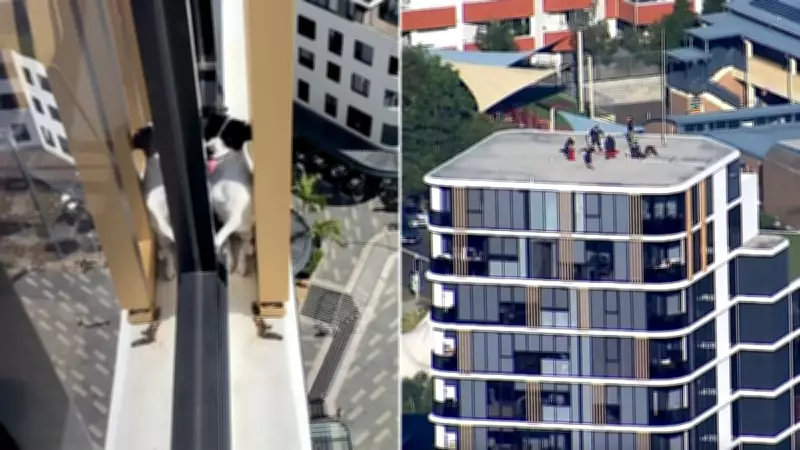 Jack Russell Terrier Rescued from 13th Floor Ledge in Sydney