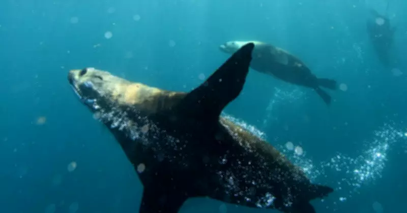 Jervis Bay Territory: A Historical Anomaly Awaiting Reform