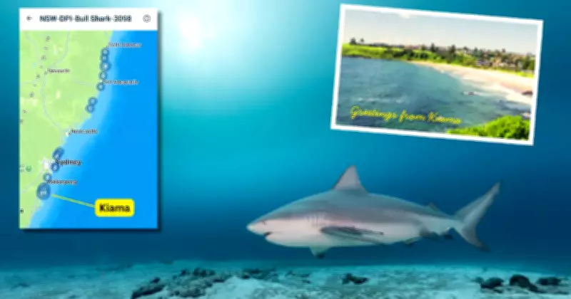 Kiama Bull Shark Tracked 34 Times in Local Waters, Data Reveals