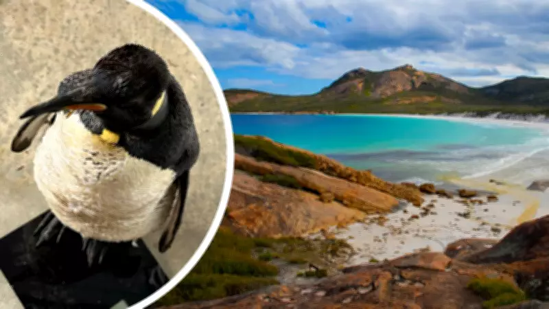 King Penguin's Epic 4000km Journey to Esperance Beach Sparks Hope and Biosecurity Alert