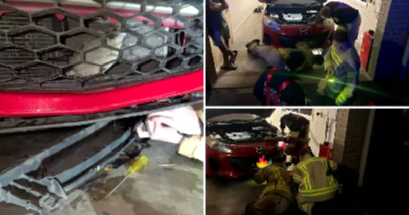 Kookaburra Rescued by Firefighters After Getting Trapped in Car in Hunter Region