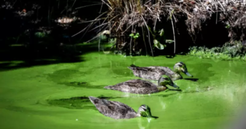 Lake Burley Griffin ANZAC Day Long Weekend Swim Ban Enacted