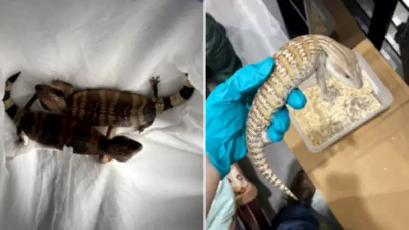 Man Fined Over $60,000 for Importing Threatened Blue Tongue Lizards in NSW