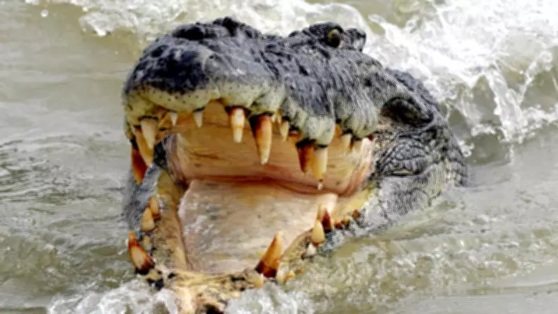 Man in 20s Hospitalised After Crocodile Attack at Remote WA Camping Spot