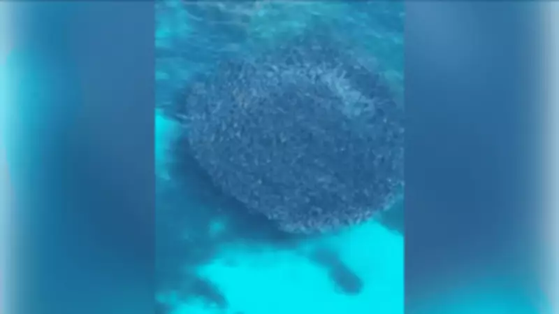 Massive Salmon Migration Draws Sharks and Fishers to WA's South Coast