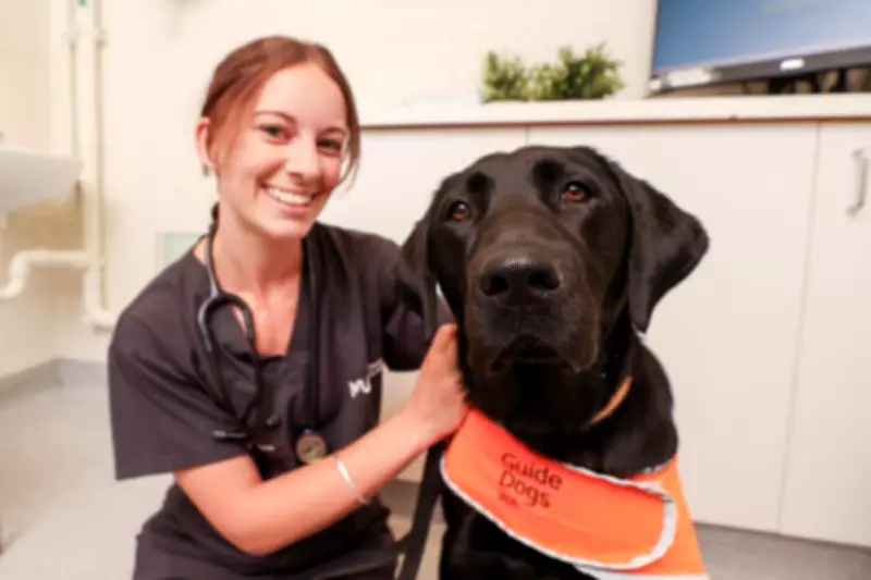 Murdoch University Enrolls Guide Dogs in Training at Animal Hospital
