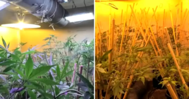 Newcastle Police Uncover 331 Cannabis Plants in Major Drug Raid
