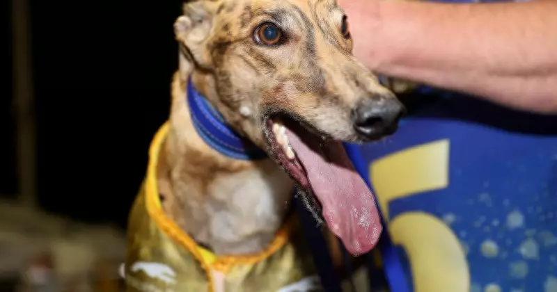 Off The Chart's Historic Golden Easter Egg Victory Marks Potential Wentworth Park Farewell