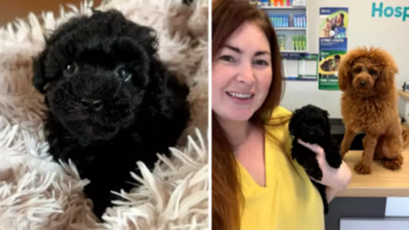 Perth Vets Save Booty, Toy Poodle Puppy Born Without Anus