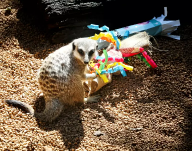 Perth Zoo Animals Feast on Easter Enrichment Treats, No Chocolate in Sight