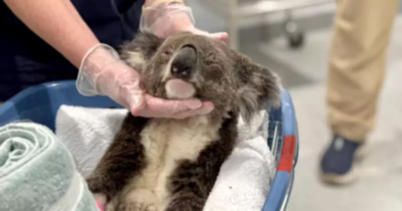Port Stephens Koala Hospital Launches Vital Disease Research Initiative