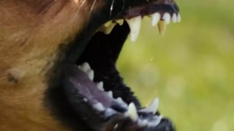 Pub Worker Hospitalised After Vicious Dog Attack in Redlynch, Cairns