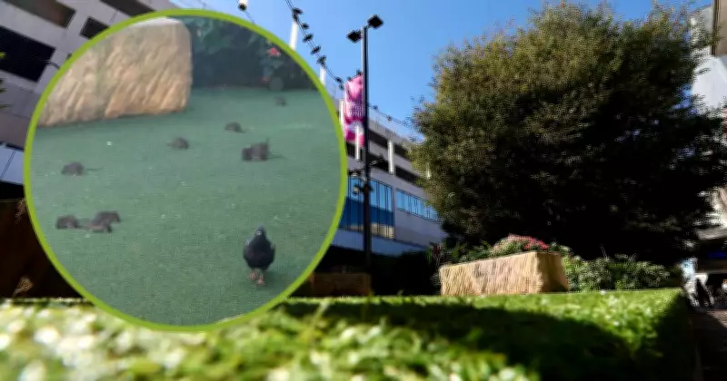 Rats Infest Crown Street Mall Parklet, Council Vows Swift Action